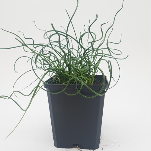 Corkscrew Rush (Juncus effusus spiralis) Wayside Water Gardens